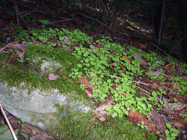 Ivy and moss on a rock.jpg 135.8K